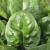 Польза и возможный вред для организма шпината, его калорийность и свойства