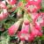 Växande penstemon - plantering, skötsel, förökning Penstemon blommor sensation plantering och skötsel