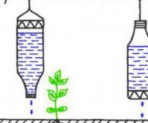Att göra växthus från polyetenflaskor