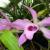 Dendrobium orkidé: hemvård