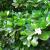 Gardenia jasmin - vård och odling