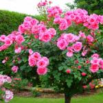 Rosa Grandiflora - den okände drottningen