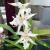 Ovanlig orkidé Cumbria - dess undersorter, funktioner för hemvård Cumbria-sorter